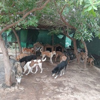 photo de livraison pour Comme Chiens et Chats Maroc