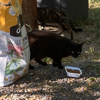 photo de livraison pour Ecole du Chat des Alpilles