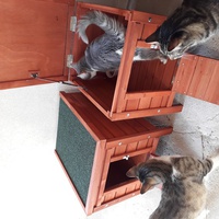 photo de livraison pour Les Aristocats