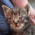 photo animal