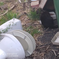 photo de livraison pour Protect Cat