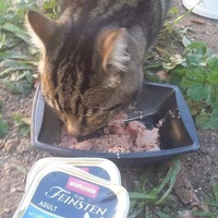 photo de livraison pour Les Chats-Pitresdelavi-Ste