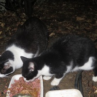 photo de livraison pour Chat Libre de l'Ile du Ramier