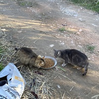 photo de livraison pour Ecole du Chat des Alpilles