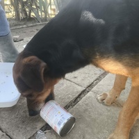 photo de livraison pour Chats Libres de Béziers