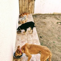 photo de livraison pour SOS Animaux Tunisie