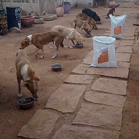 photo de livraison pour Help Adopt Moroccan Animals