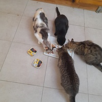 photo de livraison pour Les Amis de Michouette