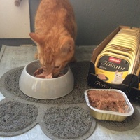 photo de livraison pour Les chats de l'Indifférence