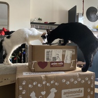 photo de livraison pour Association C.A.T.S. Chat Animal Terrien Solidarité