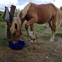 photo de livraison pour Mon Rêve en Calèche