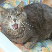 photo de livraison pour Croq'Chats
