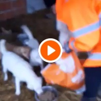 photo de livraison pour Animal Shields Oradea