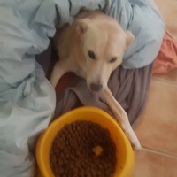 photo de livraison pour SOS Animaux Tunisie