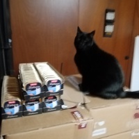 photo de livraison pour Chat de Gout'hier sans Toit