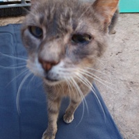 photo de livraison pour Amicale Chats