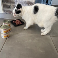 photo de livraison pour L'ANGE Laurence pour les chats