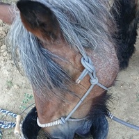 photo de livraison pour Equi-Libre : Droit à la Retraite Equine