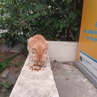 photo de livraison pour L'Ecole du Chat Istreen