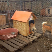 photo de livraison pour Refuge pour chiens de Baia Mare