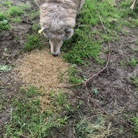 photo de livraison pour Espoir au Galop