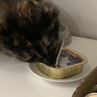 photo de livraison pour Les Chats Libres de Mirepeisset