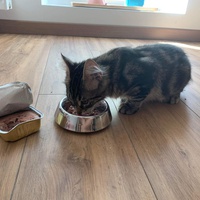 photo de livraison pour Les Chats de Condom 32