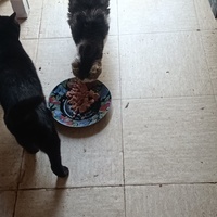 photo de livraison pour Protect Cat
