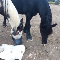 photo de livraison pour Happy Horse Day