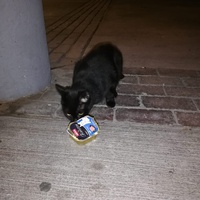 photo de livraison pour L’École du Chat de Saint-Denis Langevin