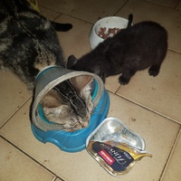 photo de livraison pour Des Cœurs pour les Pattes du 93