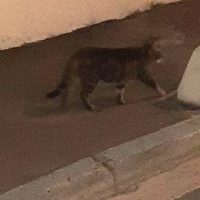 photo de livraison pour Association Animaux Errants Economie
