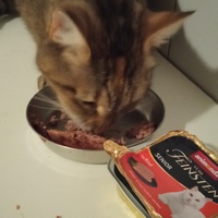 photo de livraison pour Ecole du Chat Libre de Caillerot