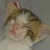 photo animal