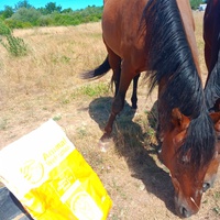 photo de livraison pour Equi-Libre : Droit à la Retraite Equine