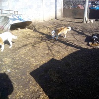 photo de livraison pour Serbian Society for the Protection of Animals - SSPA