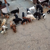 photo de livraison pour ПРИХВАТИЛИШТЕ ДРАЖЕВАЦ