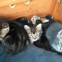 photo de livraison pour Lezard