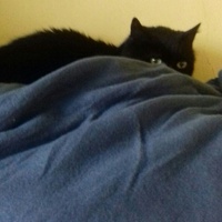 photo de livraison pour Chats Maux