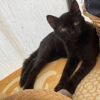 photo de livraison pour Association Des  Chats  De Hyeres