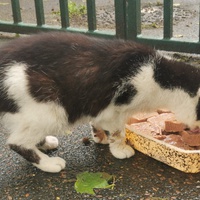 photo de livraison pour Les Pattounes de Théo