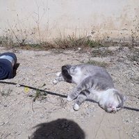 photo de livraison pour Les Aristocats