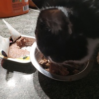 photo de livraison pour Chats Grains d'Amour