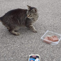photo de livraison pour Venelles chats