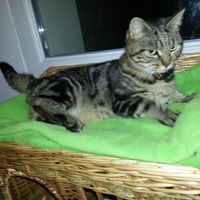 photo de livraison pour Aide Aux Chats