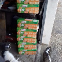 photo de livraison pour Les chats Port-Saint-Louisiens