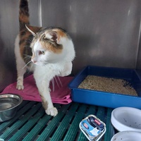 photo de livraison pour Les Chats libres de Fleurance