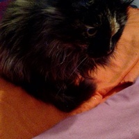 photo de livraison pour Chats-sos