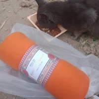 photo de livraison pour Les Chats-Pitresdelavi-Ste