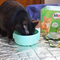 photo de livraison pour Les chats Port-Saint-Louisiens